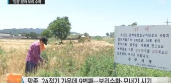 '망종(芒種)'이란? '별을 보고 나가서 별을 보고 들어온다?'