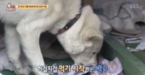 동물농장, 가장 마음아픈 사연.. 영하20도에 방치된 백구 