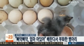 병아리 부화, 베란다에 달걀 놨더니 믿기지 않아