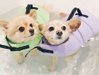 [마이펫페어 2019] 퍼피엔젤, 여름철 댕댕이 필수 아이템 강아지 구명조끼 선보인다