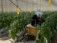 스마트팜 시대, 농촌 일자리 3만7000개 창출