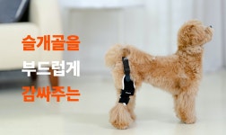 [마이펫페어 2020] 포베오(pfoveo), 반려견의 슬개골 탈구 재활을 위한 솔루션 ‘슬개골 보호대’ 소개