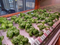 마이띵스, 스마트팜 플랫폼 마이팜스로 도시 농부 시동