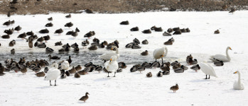나주 오리 농장 AI 확진…제주오리농장서도 의심신고