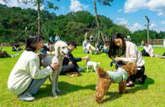 더존비앤씨티, 강아지숲 그랜드 오픈