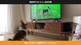 KT스카이라이프, 반려견 채널 해피독TV 신규 론칭