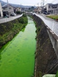 ‘붉은빛 바다’ 나타난 일본, 이번엔 ‘초록빛 하천’