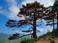 산림청, 기후변화로 고사 위기 울진 대왕소나무 긴급 보호조치