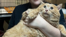 빵 먹고 살크업(?)한 17kg 비만 고양이 [숏폼]