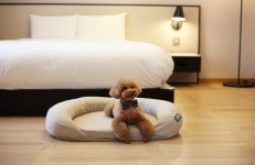 메종 글래드 제주, 반려견 동반 투숙 펫 프렌들리 룸 선봬