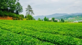 [청년 마을로 프로젝트 참여기업] 한 잎 한 잎 정성으로 보성녹차 만드는 보림제다