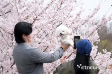 [포토] 벚꽃 보러나온 댕댕이