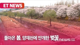 돌아온 봄, 양재천에 만개한 벚꽃 [영상]