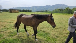 [르포] 말 복지가 산업을 바꾼다…장수목장 현장 가보니