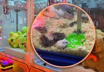 “인형 대신 햄스터를?”… 뽑기 기계에 살아있는 동물 넣은 中 게임장