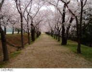 제주 왕복항공권+렌트카=6만2천원…옥션여행, 반값세일전