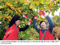 LG이노텍, 전남서 단감수확 돕기 활동
