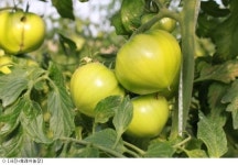 후레쉬농장, 리코토마토 홈플러스에 공급