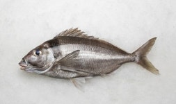 신세계百, 뉴질랜드 청정 선어 직송전 펼친다