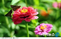 [포토]가을 하늘 아래 고양가을꽃축제