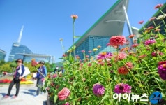 [포토]가을 하늘 아래 고양가을꽃축제