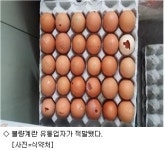 깨진 불량계란 유통한 농장 등 6곳 적발