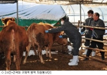 AI에 이은 구제역 발병, 시장 혼란 없을 것