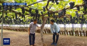 포도나무 한그루에 4500송이 주렁주렁 비결은 친환경 유기농법