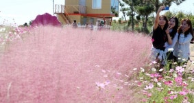 함평 주포한옥마을 억새벨리존 핑크뮬리 만개…11월4일까지 운영