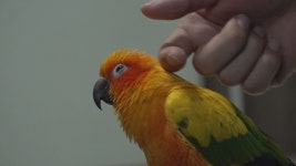 TV 동물농장 잔혹한 앵무새 태양이의 숨겨진 진실…매력 넘치는 인싸견이 되는 특급 비법