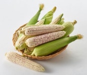 제철 맞은 옥수수, 품종 개량 덕에 여름 채소 대세 등극