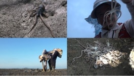 극한직업 가을 보양식 무안 세발낙지·영광 민물장어…힘이 넘치는 건강한 맛