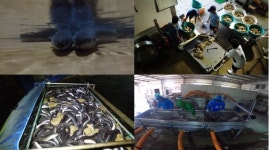 극한직업 가을 보양식 무안 세발낙지·영광 민물장어…힘이 넘치는 건강한 맛