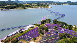 전남 신안군, 퍼플섬 아스타꽃 랜선 축제 개최