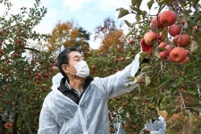 [동정]장욱현 경북 영주시장, 사과 수확 일손돕기