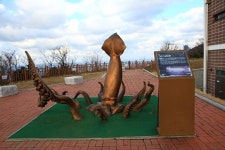 울릉도 대표특산물 오징어 군어(郡魚)됐다