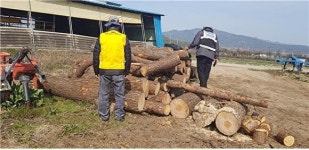 영암국유림관리사무소, 소나무 이동 특별단속 실시