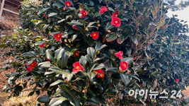 [i풍경]푸른 바다 불어오는 봄바람에 붉은 꽃이 살랑