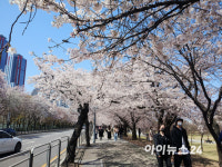 [포토]활짝 열린 벚꽃길