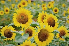 [포토] 해바라기 꽃의 향연