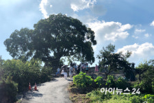 [포토]우영우 팽나무 보러 가자!