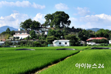 [포토]창원 동부마을에 자리한 소덕동 팽나무