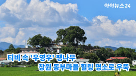 [아이TV]티비 속 우영우 팽나무, 창원 동부마을 힐링 명소로 우뚝