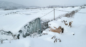 비닐하우스·축사 붕괴 호남 지역, 폭설로 재산 피해만 11억원
