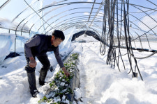 비닐하우스·축사 붕괴 호남 지역, 폭설로 재산 피해만 11억원