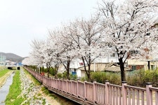 파주, 활기찬 봄 맞이! 추천 벚꽃 명소들