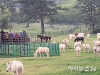 천연기념물 제주마, 한라산 중턱에서 고수목마 재현