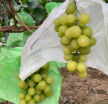 다친 부모님 대신 샤인머스캣 팔아요…이어진 따뜻한 손길