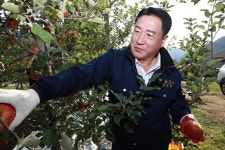 정영철 영동군수, 수확철 일손부족 농가 찾아 ‘구슬땀’