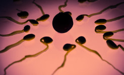 남성 정자수, 50년 간 절반으로 줄었다…원인은 이것